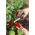 Gardena Gardena Harvesting Knife VeggieCut (grey/turquoise, incl. belt holster with integrated sharpening stone)