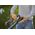 Gardena GARDENA Cordless Hedge Trimmer EasyCut 40/18V P4A Ready-To-Use Set, 18V (dark grey/turquoise, Li-Ion battery 2.0Ah, POWER FOR ALL ALLIANCE)