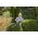 Gardena GARDENA Cordless Hedge Trimmer EasyCut 40/18V P4A Ready-To-Use Set, 18V (dark grey/turquoise, Li-Ion battery 2.0Ah, POWER FOR ALL ALLIANCE)