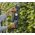 Gardena GARDENA Cordless Hedge Trimmer EasyCut 40/18V P4A Ready-To-Use Set, 18V (dark grey/turquoise, Li-Ion battery 2.0Ah, POWER FOR ALL ALLIANCE)