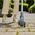 Gardena GARDENA cordless joint brush EasyWeed 1800/18V P4A solo, weed remover (grey/turquoise, without battery and charger, POWER FOR ALL ALLIANCE)