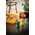 Młynek do przypraw Peugeot Peugeot Bistro pepper mill 10cm forest green painted wood