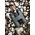 Lornetka Focus Optics Focus Outdoor II 8x42