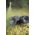 Lornetka Focus Optics Focus Outdoor II 8x42