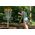Discmania Diskgolfo diskas Distance Driver MENTOR Active Premium Geltona