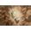 Tesa tesafilm® Eco & Crystal, 33m x 19mm, 8-pack