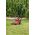 Kosiarka akumulatorowa Yato YT.MOWER 2x18V 37cm WITHOUT BATTERY. AND ORDER.