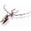 4M 4M craft kit "Dig a Pteranodon skeleton"