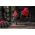 Milwaukee MILWAUKEE CROWN M14 32mm DIAMOND BREAD