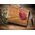 Deska do krojenia G21 Wooden cutting table G21 635430