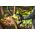 Ryobi Chainsaw Ryobi ONE+ RY18PSX10A-0