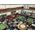 Battle Systems Ltd BattleSystems: Diner/Casino