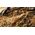 Gamers Grass Gamers Grass: Tuft Starter Boxes - Dry Grass