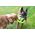 Triton Kiwi Walker Let's Play Frisbee Maxi niebieskie
