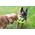 Triton Kiwi Walker Let's Play Frisbee Mini niebieskie
