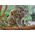 Dodo *****Puzzle 1000el Mały Koala i mama DOB1217 01217