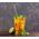 G21 Ecological straws G21 BeEco Classic 6 pcs. 6352100