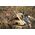 Scheppach Nailoninis šepetys medienos sendinimui MRS1300 125x100m 125x, Scheppach