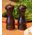 Młynek do przypraw Cole & Mason Saltkvarn CAPSTAN cole&mason™ - 16,5 cm - Mörk Bok Trä - Forest