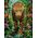 Castorland Puzzle 2000 Leopard in the Wild CASTOR