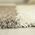 Ayyildiz Hali Ayyildiz kilimas Shaggy Gala Beige 2505, 160x230 cm