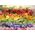 Schmidt Spiele Puzzle PQ 1000 Owocowy koktajl G3