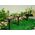 Oprawa schodowa Saska Garden LAMPA SOLARNA KULA OZDOBNA 10X34.5CM
