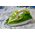 Wpro Iron descaler WPRO 484000008483