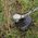 Kosiarka akumulatorowa Bosch Cordless lawnmower - trimmer Bosch 06008C1K02 (without battery and charger)