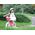 Royalbaby RoyalBaby Rower dziewczęcy STAR GIRL 14cal niebieski RB14G-1
