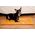Mimikoko MIMIKO Pets Mata Velvet 100x70cm musztarda