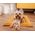 Mimikoko MIMIKO Pets Mata Velvet 70x50cm musztarda