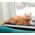 Mimikoko MIMIKO Pets Mata Dla Kota 25x70cm Grafit
