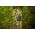 Kamera cyfrowa Genway Camouflage trail camera EZ2 Elite
