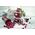 Jata WECK Tulip Jar 580ml Set of 6