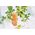 Jata WECK Mold Jar 580ml Set of 6