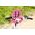 Zapf ZAPF Creation BABY born bicycle seat, doll accessories (pink)