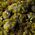 Gamers Grass Gamers Grass: Grass tufts - 2 mm - Moss Tufts (Wild)