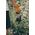 Garnek alti titanium 0,9l