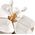 Orion Miseczki na przekąski porcelanowe białe WHITELINE 28,5 cm 10 el.