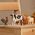 Figurka Schleich Schleich Farm World "Farm" Starter Set, Toy Figure