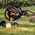 Fiskars Watering set: hose and trolley XL, all-in
