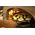 Alfa Forni Alfa Forni BBQ500 30 cm