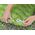 Bestway Bestway Materac karimata pod śpiwór WanderLite Large 198x71cm 69616