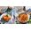 Robot kuchenny Bosch Bosch MUZ S6PP Pasta Passion Set MUM Series 6