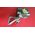 Bahco Gripper for carpets WOLFF