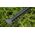 Bosch Bosch cordless hedge trimmer EasyHedgeCut 18V-52-13, 18Volt (green/black, Li-ion battery 2.0Ah, POWER FOR ALL ALLIANCE)