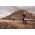 Sourcing MILWAUKEE SAFETY HELMET ORANGE UNVENTILATED BOLT 200 - 1 PC.