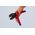Knipex Knipex Crimping Pliers PreciForce for MC4/EVO2