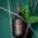 Fresh Fresh, Black Tea, Firming, Serum, For Face, 50 ml For Women